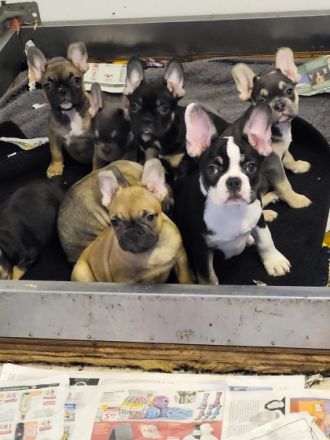 HALLO AN ALLE BULLY FANS!!! Am 12.10.21 sind unsere