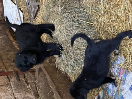 Wunderschöne Labradoodlewelpen sind auf der suche nach