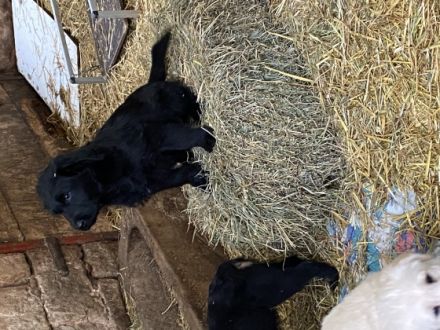 Wunderschöne Labradoodlewelpen sind auf der suche nach