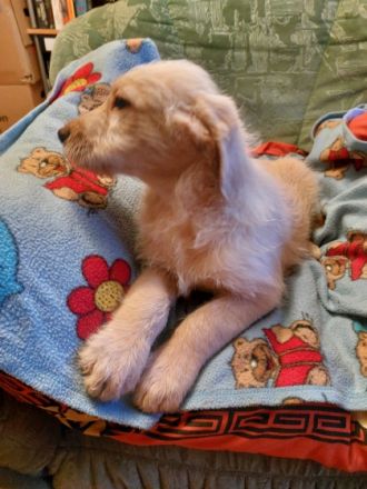 Wunderschöne Labradoodlewelpen sind auf der suche nach