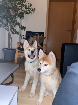 Hallo ihr lieben , Wir haben zur Abgabe zwei süße Mäuse