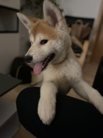 Hallo ihr lieben , Wir haben zur Abgabe zwei süße Mäuse