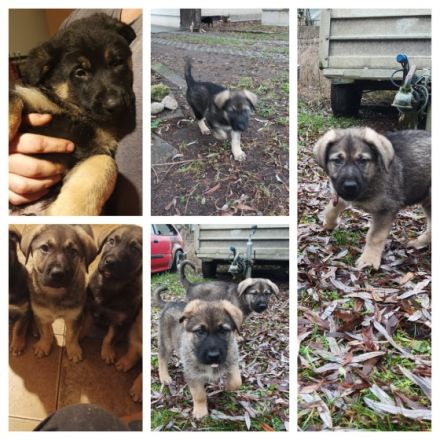 Hallo, hier sind wir nun, etwas älter als 8 Wochen. Wir