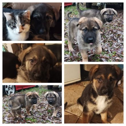 Hallo, hier sind wir nun, etwas älter als 8 Wochen. Wir