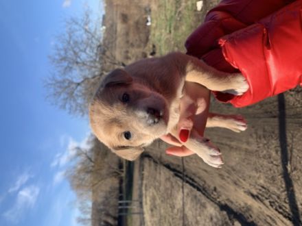 Mischlingswelpen, bei der Abgabe geimpft, gechipt und