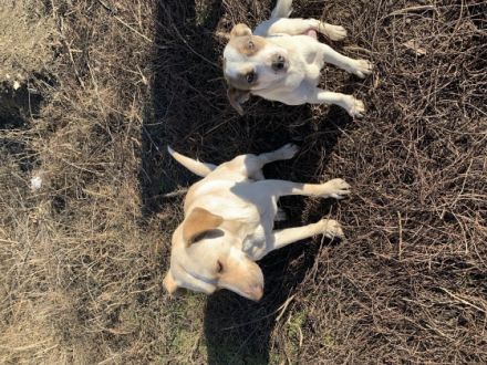 Mischlingswelpen, bei der Abgabe geimpft, gechipt und