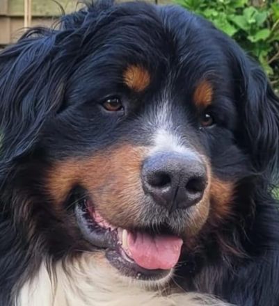 Da Vinci von den Brüner Höhen