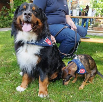 Da Vinci von den Brüner Höhen