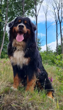 Da Vinci von den Brüner Höhen