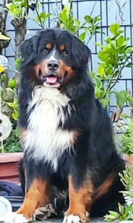 Da Vinci von den Brüner Höhen