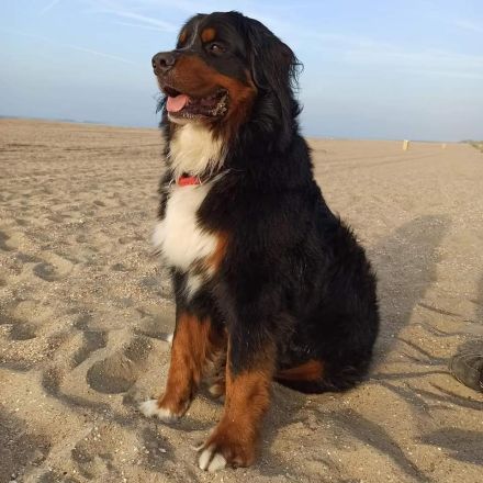 Da Vinci von den Brüner Höhen