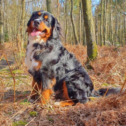 Da Vinci von den Brüner Höhen