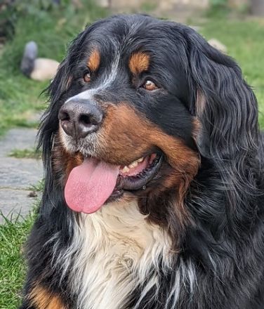 Da Vinci von den Brüner Höhen