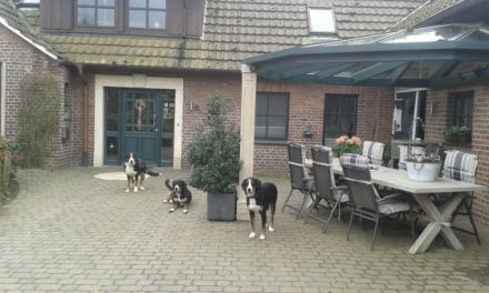 Unsere wunderschönen Welpen (Rüden und Hündinnen)