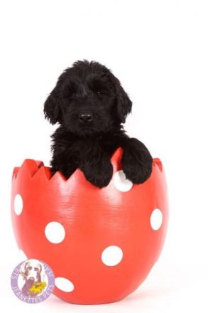 Wir haben Welpen FCI, VDH am 5. Februar sind 4 Rüden