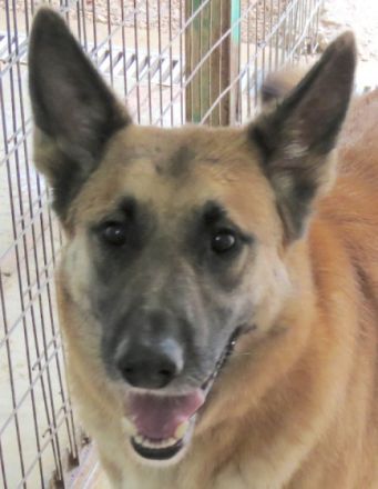 Shep 3 (Mischling, männlich, Schäferhund-X)