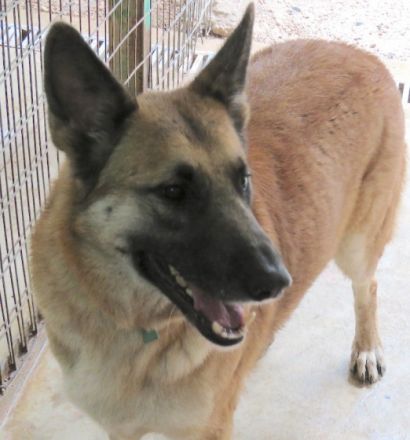 Shep 3 (Mischling, männlich, Schäferhund-X)