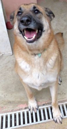 Shep 3 (Mischling, männlich, Schäferhund-X)