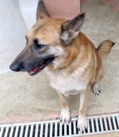 Shep 3 (Mischling, männlich, Schäferhund-X)