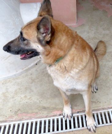 Shep 3 (Mischling, männlich, Schäferhund-X)