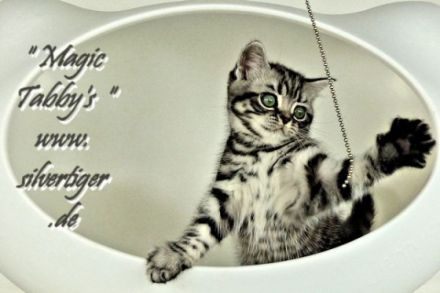 BKH Kätzchen "Vivien und Victor" silbertabby-spotted