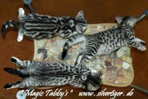 BKH Kätzchen "Vivien und Victor" silbertabby-spotted