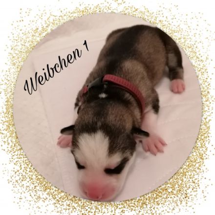 Ups-Wurf! Der Erste 12.1.22 sind die Welpen gekommen um