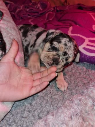 Hallo, wir sind die 5 Frenchis von den vilstaler Eichen