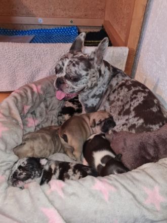 Hallo, wir sind die 5 Frenchis von den vilstaler Eichen