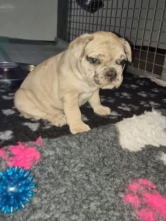 Hallo, wir sind die 5 Frenchis von den vilstaler Eichen