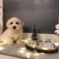 Unsere reinrassigen Malteser sind Eltern geworden und