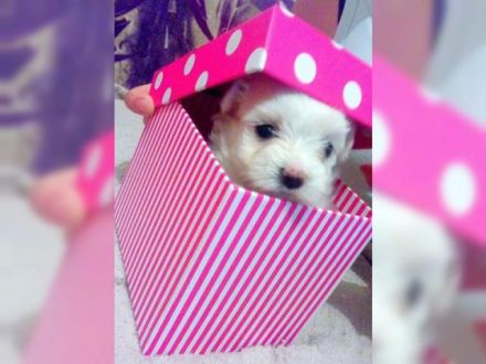 Unsere reinrassigen Malteser sind Eltern geworden und