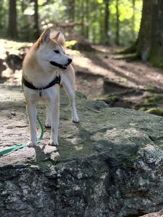 Shiba Inu Deckrüde mit ZZL und Erfahrung