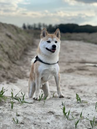 Shiba Inu Deckrüde mit ZZL und Erfahrung