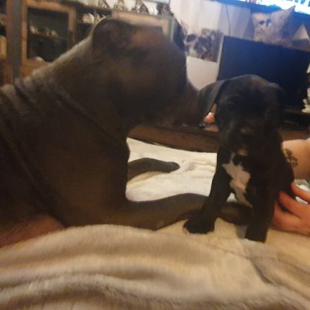 Wurf war nicht beabsichtigt... muss irgendwie passiert