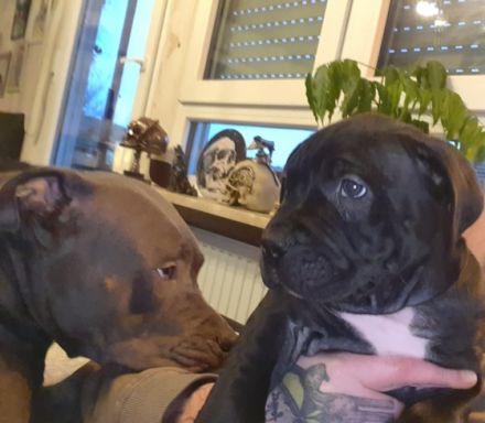 Wurf war nicht beabsichtigt... muss irgendwie passiert