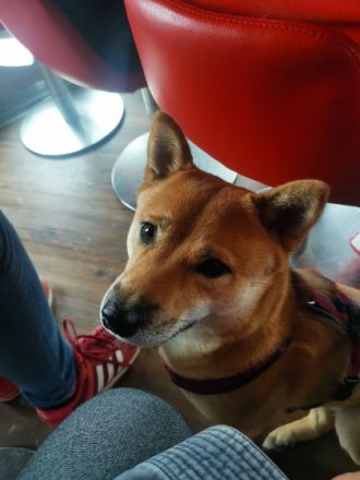 Thyra, THYRA ist eine Shiba Inu Dame wir geben sie nur