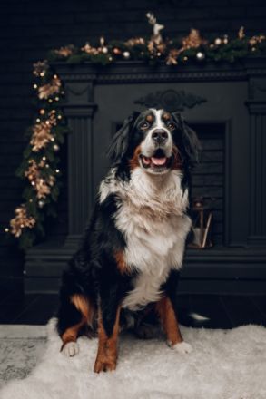 Berner Sennenhund CHARLY - aus Laufenburg (Baden) - als Deckrüde