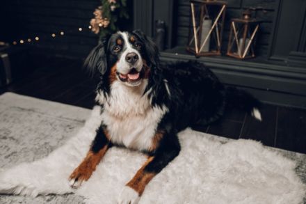 Berner Sennenhund CHARLY - aus Laufenburg (Baden) - als Deckrüde