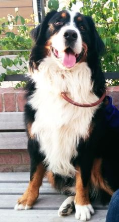 Berner Sennenhund CHARLY - aus Laufenburg (Baden) - als Deckrüde