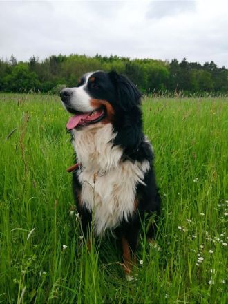 Berner Sennenhund CHARLY - aus Laufenburg (Baden) - als Deckrüde