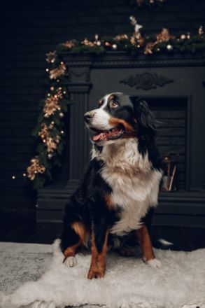 Berner Sennenhund CHARLY - aus Laufenburg (Baden) - als Deckrüde