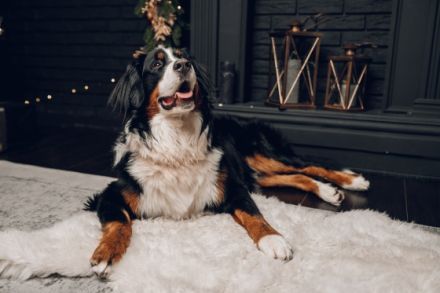 Berner Sennenhund CHARLY - aus Laufenburg (Baden) - als Deckrüde