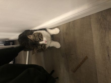 Snickers, Leider müssen wir uns von unserem Kater