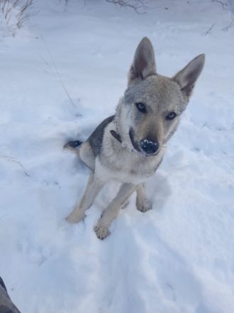 Tschechoslowakischer Wolfshund, Welpen