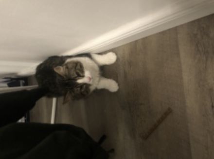 Leider müssen wir uns von unserem Kater snickers