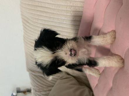 Unsere Welpen sind ab Anfang/Mitte Februar bereit in