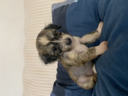 Unsere Welpen sind ab Anfang/Mitte Februar bereit in