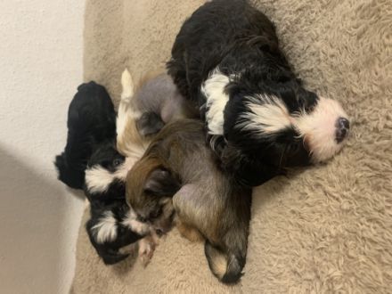 Unsere Welpen sind ab Anfang/Mitte Februar bereit in