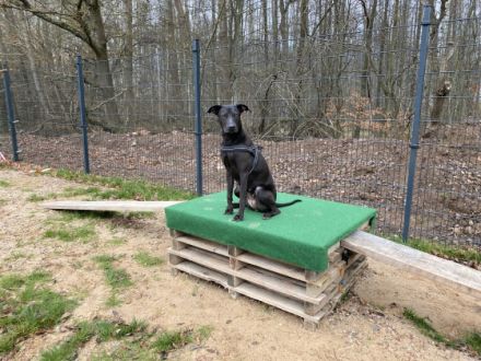 Spike‘s Park -der Hundespielplatz